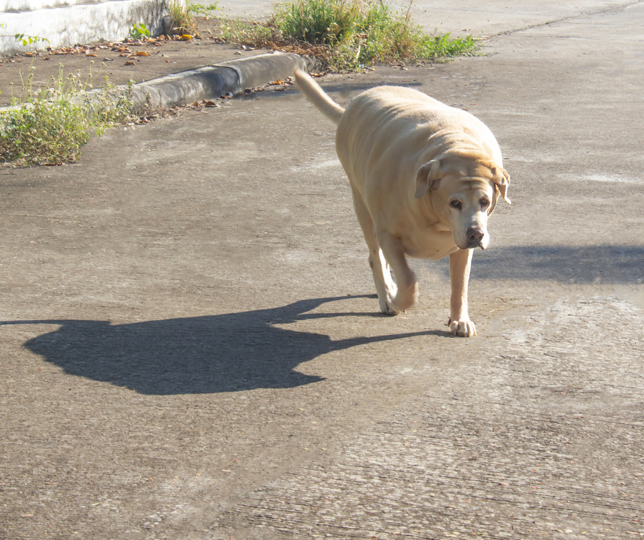 labrador dysplazja otyłość